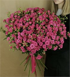 Кустовые розы малиновые Пинк в пленке (51шт) 35469765