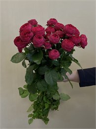 Кустовые пионовидные розы Марун (пачка 10шт) 5637894