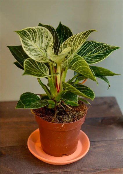 Филодендрон D12 8056 - фото 635531