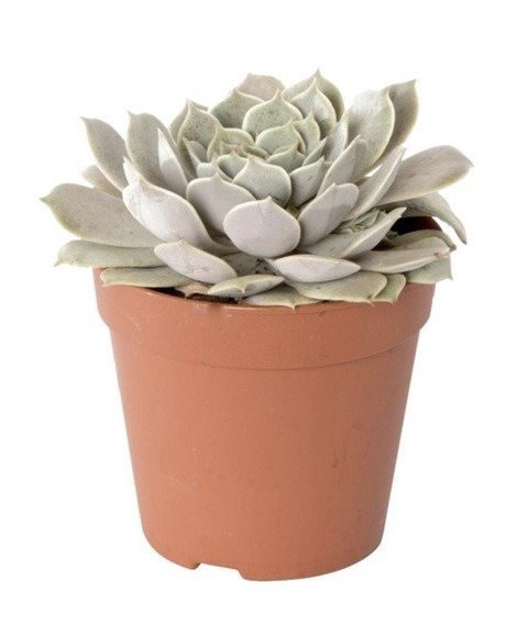 Эхеверия D14 8059 - фото 635545