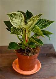 Филодендрон D12 8056