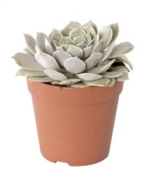 Эхеверия D14 8059