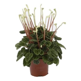 Пеперомия D12 086789999