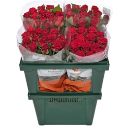 Красные розы (пачка 10шт) 45468797 в Твери