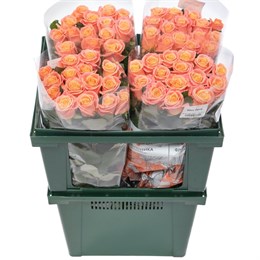 Розы Мисс Пигги 40см (пачка 10шт) 562 в Твери