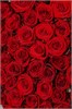 Красные розы 60см в упаковке Туман (51шт) 813