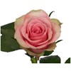 Розы Кения 40см розовая (пачка 10шт) 544785 в Твери