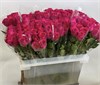 Кения малиновая (пачка 10шт) 84759 в Твери