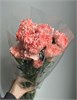 Гвоздика розовая (пачка 20 шт) 65214 в Твери
