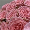 Букет из роз Софи Лорен (15 шт) 855 в Твери